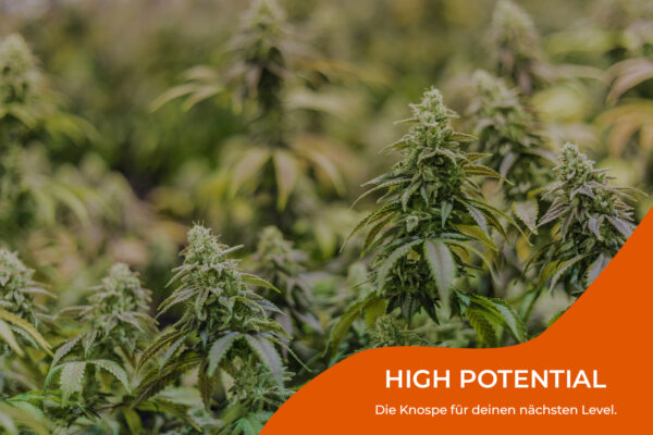 High Potential – Bild 3